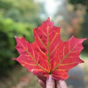 Meet your Posher, Houda